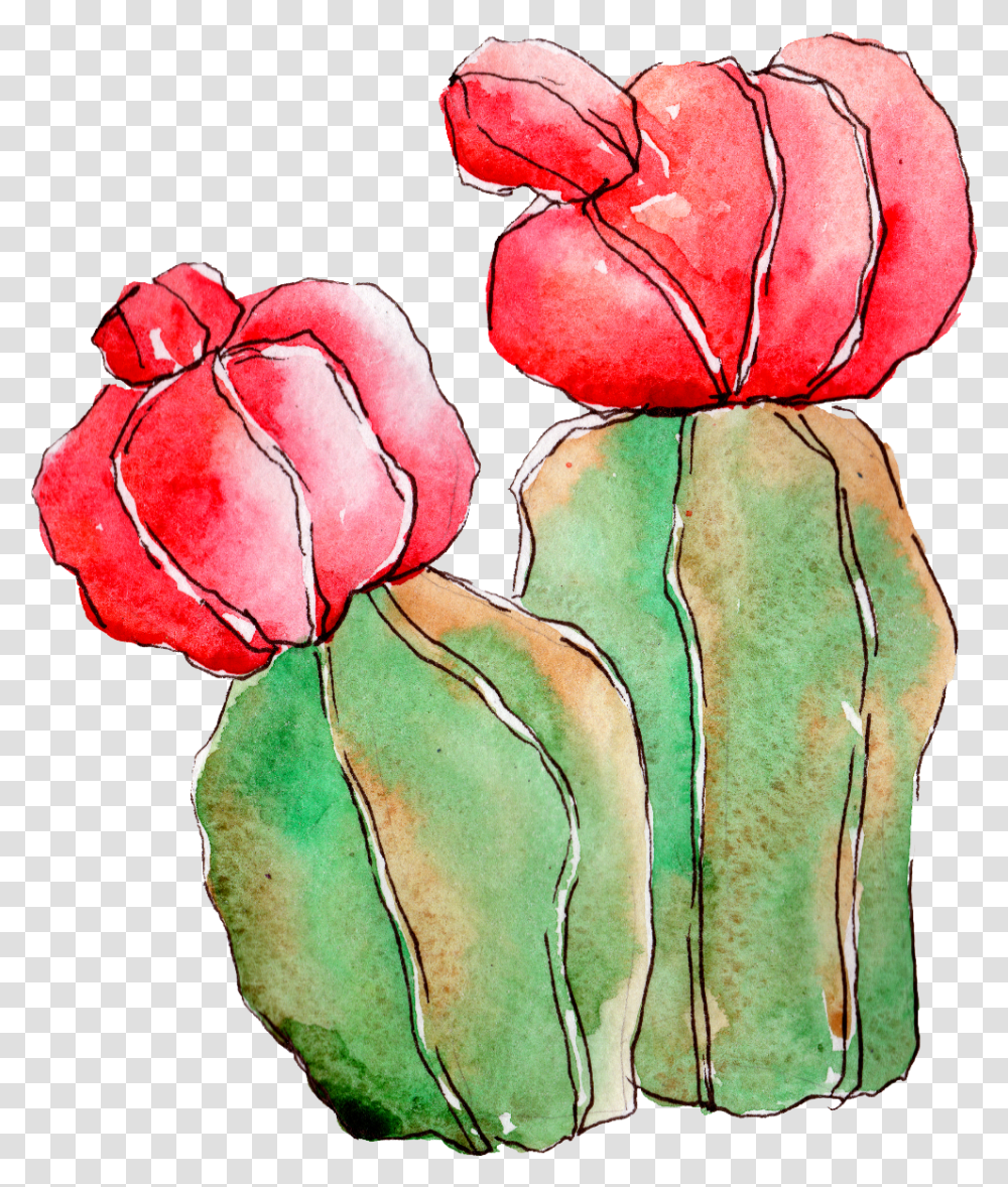 Cactus Garden Roses, Plant, Flower, Blossom, Petal Transparent Png