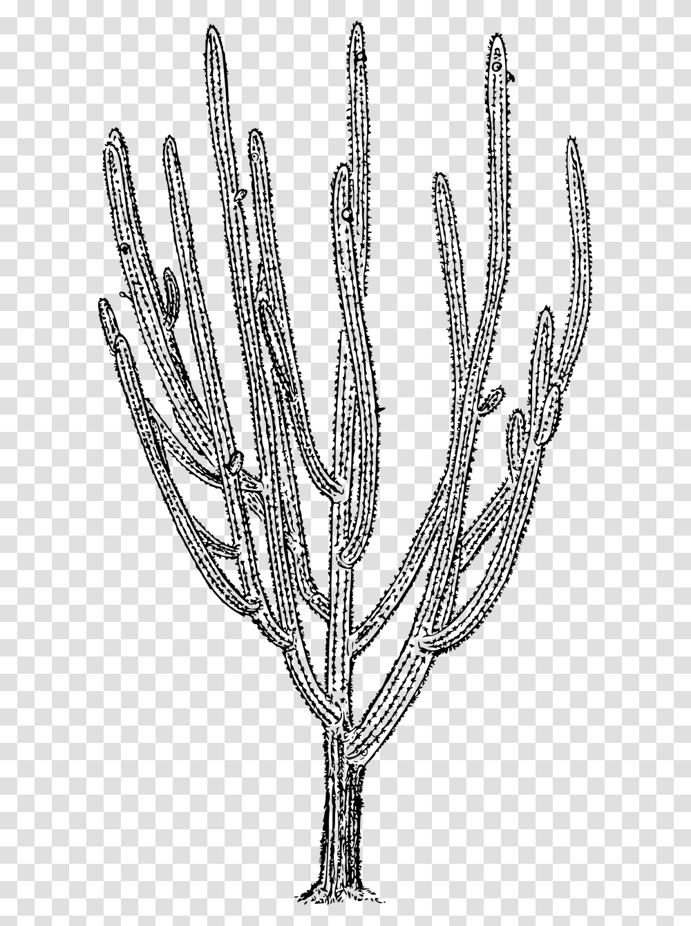 Cactus, Gray, World Of Warcraft Transparent Png