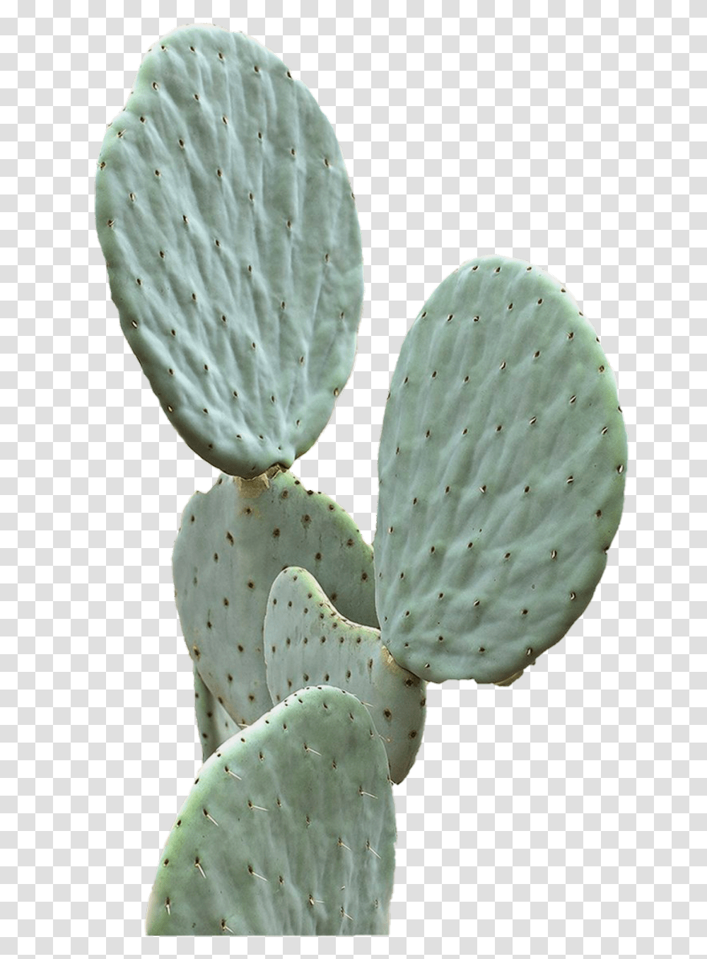 Cactus Green Aesthetic Pastel Cactus Plants Transparent Png