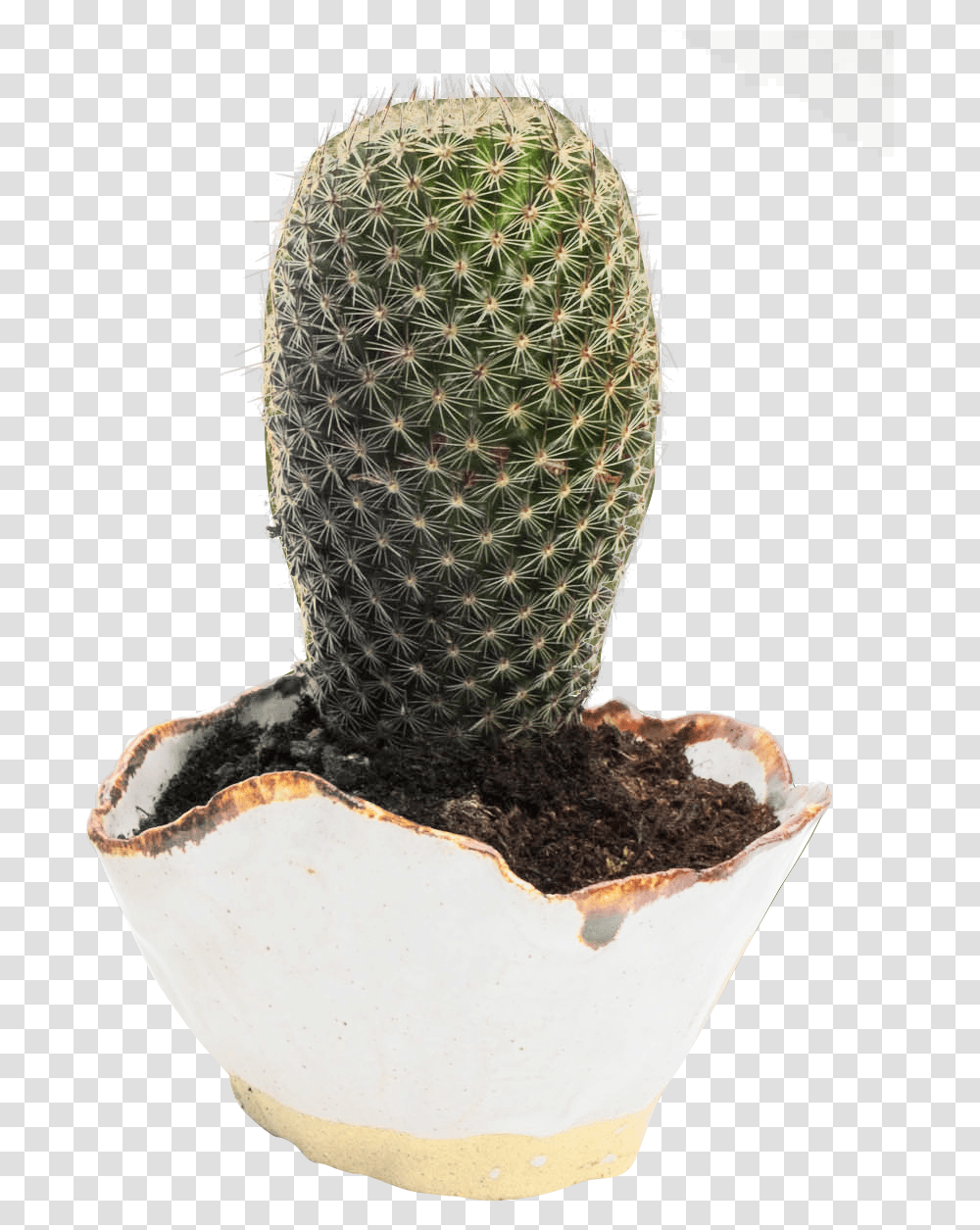 Cactus Image Cactus Flower Pot Hd, Plant, Tree Transparent Png