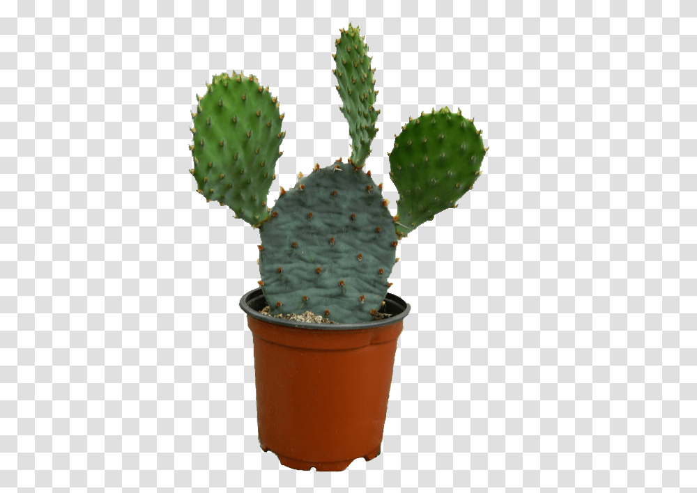 Cactus Image Cactus, Plant, Ice Cream, Dessert, Food Transparent Png