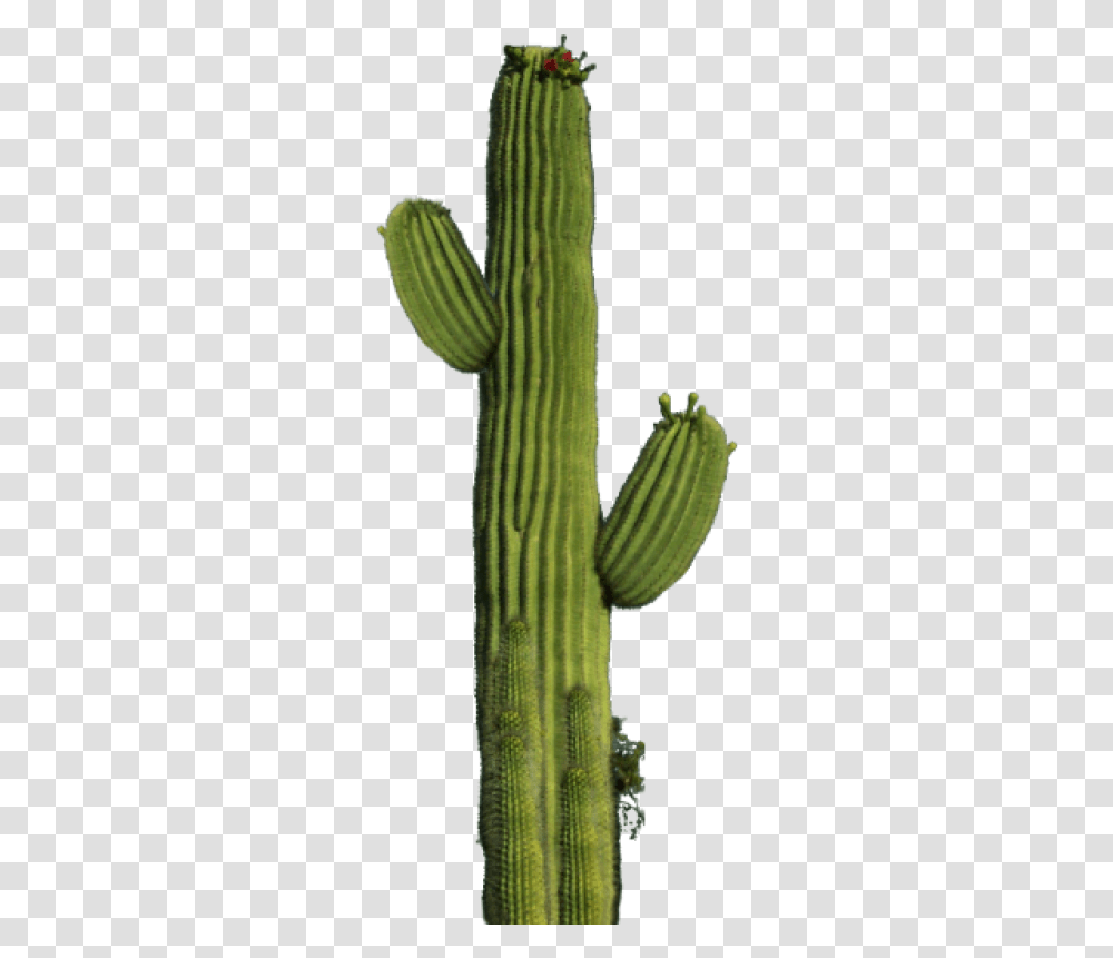 Cactus Image Cactus, Plant Transparent Png