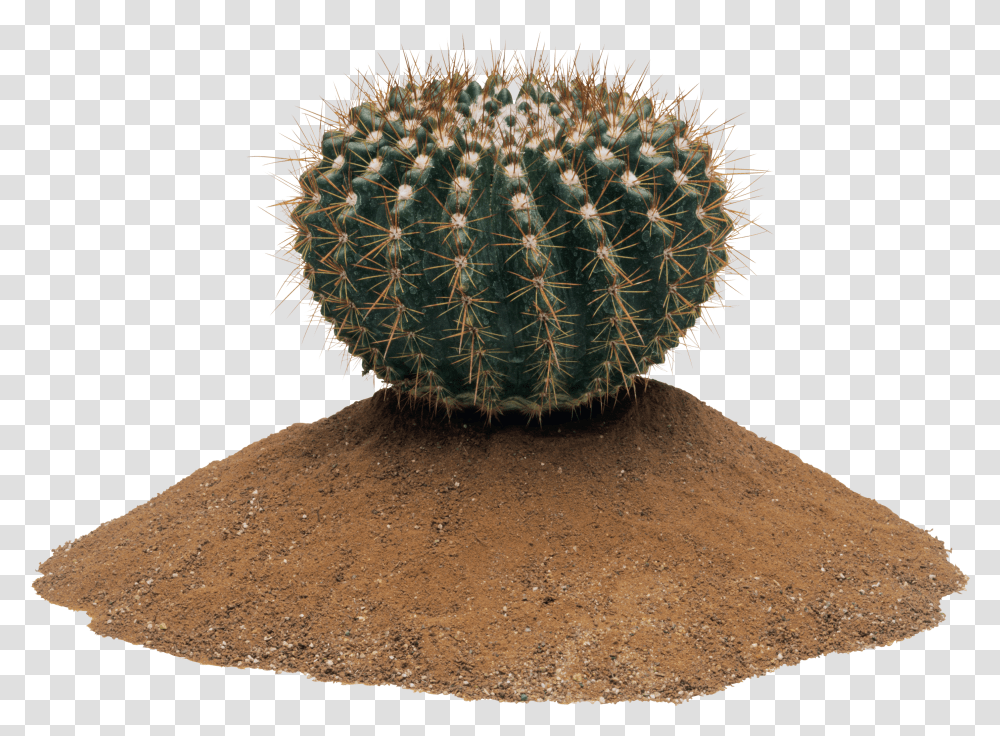 Cactus Image Cactus Transparent Png