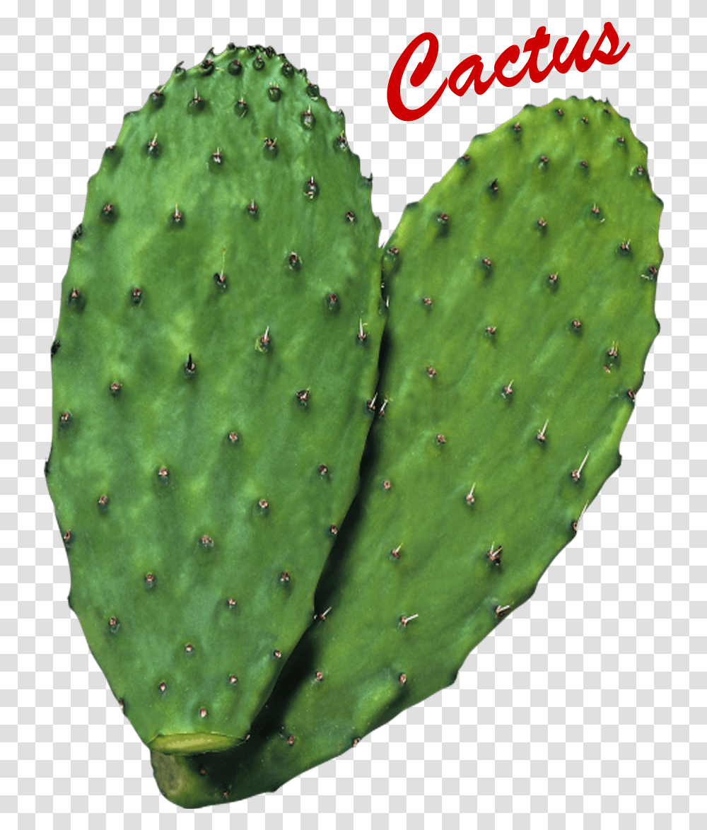 Cactus Image Nopal, Plant Transparent Png