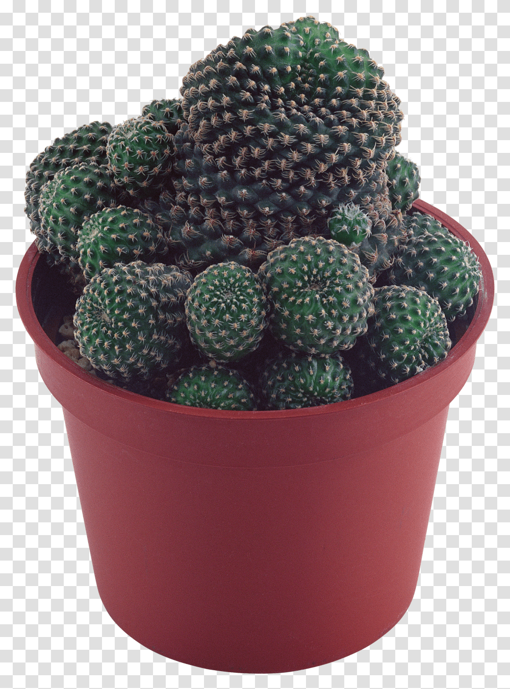 Cactus Image Succulent Plant Background Transparent Png