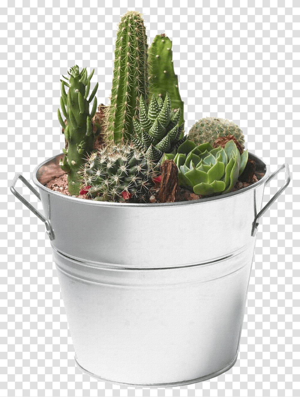 Cactus Image Succulents And Cactus Transparent Png