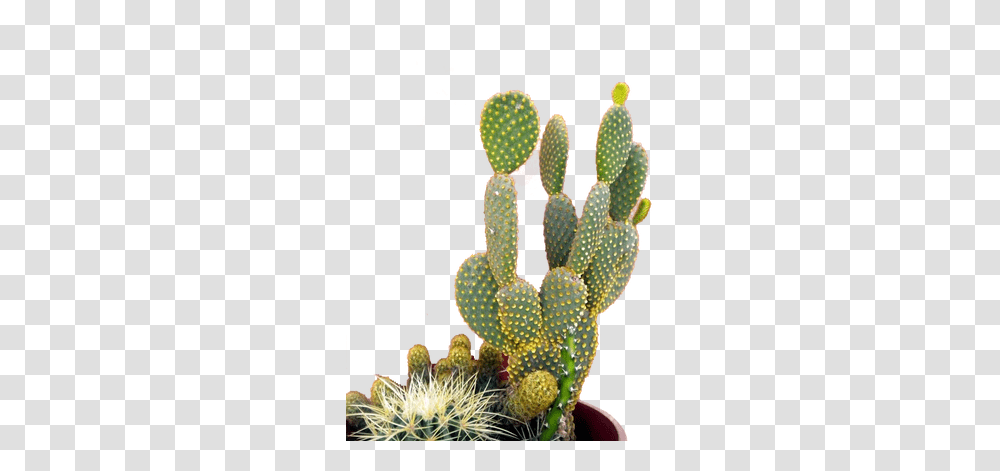 Cactus Images Cactus Mur Rose, Plant Transparent Png