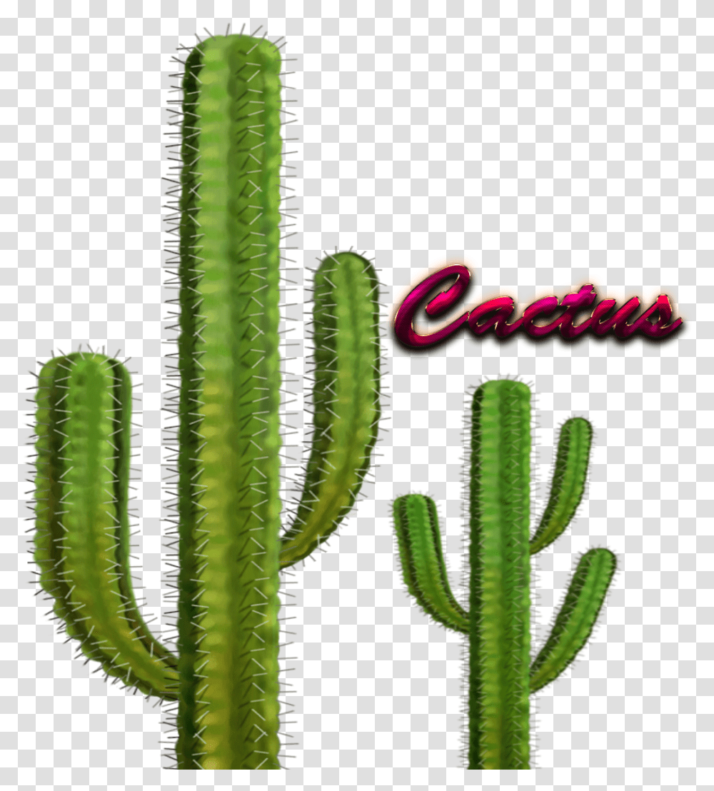 Cactus Images Internal Structures Of Cactus, Plant Transparent Png