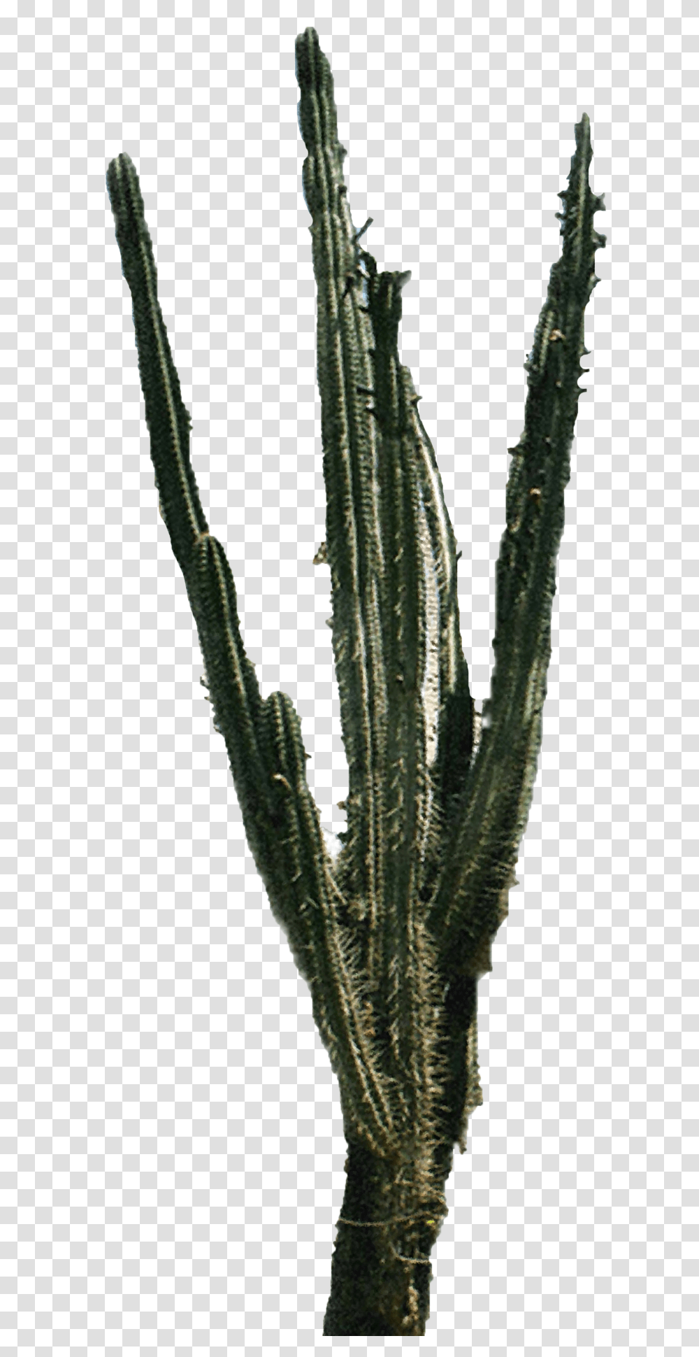 Cactus Images, Plant, Aloe, Grass, Leaf Transparent Png