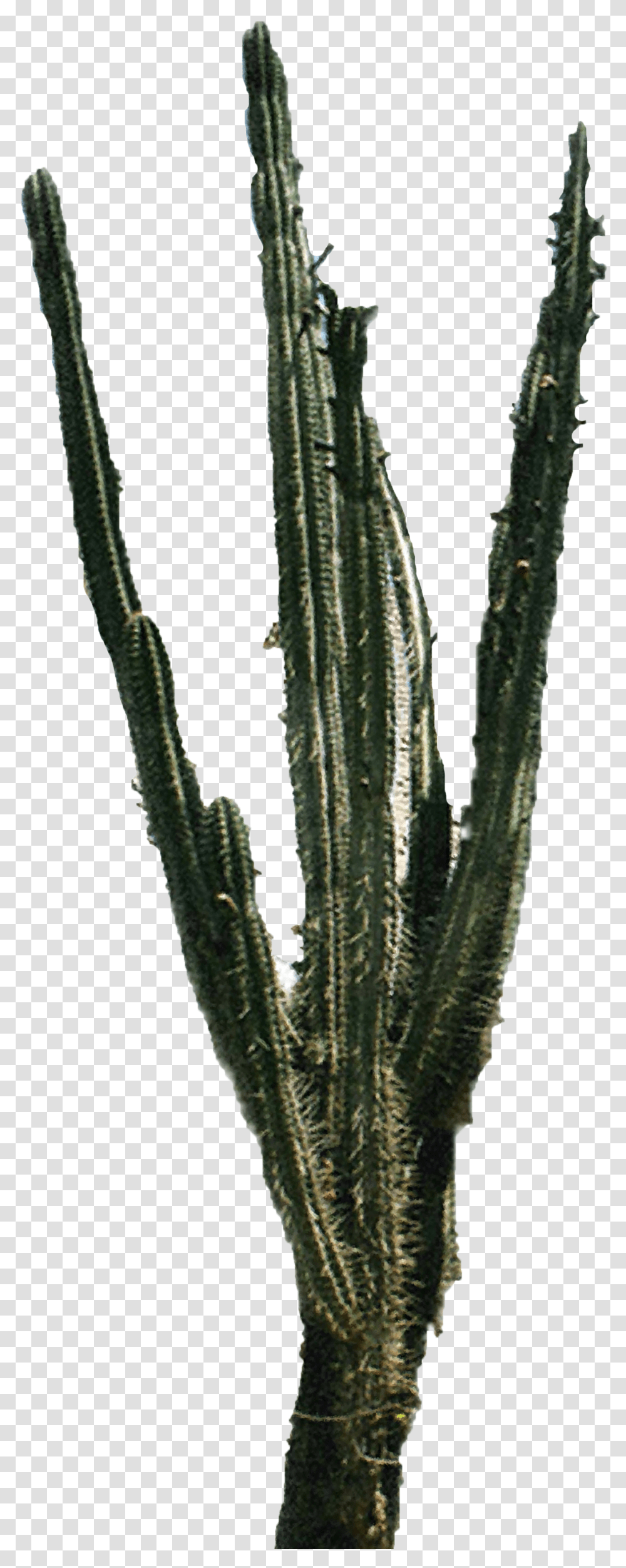 Cactus Images Portable Network Graphics, Plant, Leaf Transparent Png