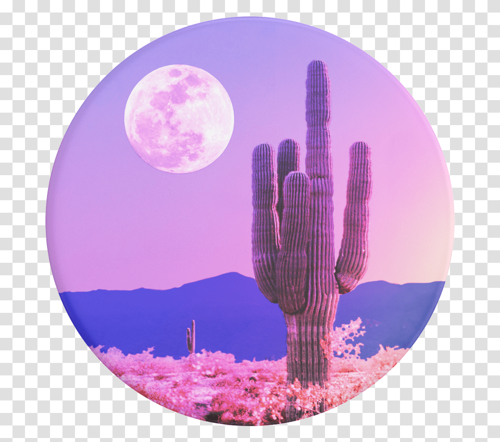 Cactus Moon, Outdoors, Nature, Plant, Fish Transparent Png