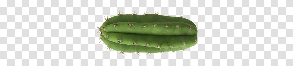 Cactus, Nature, Plant, Aloe Transparent Png