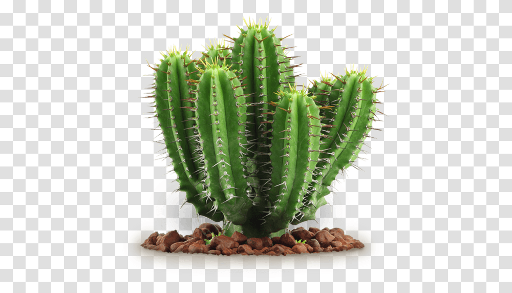 Cactus, Nature, Plant, Banana, Fruit Transparent Png