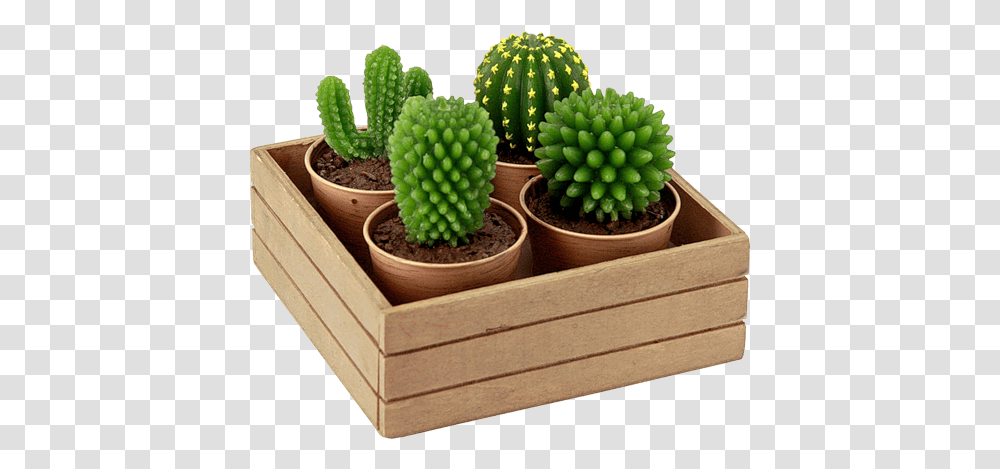 Cactus, Nature, Plant, Box, Pineapple Transparent Png