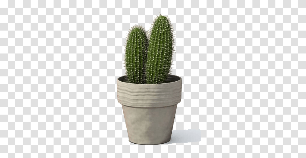 Cactus, Nature, Plant, Brush, Tool Transparent Png
