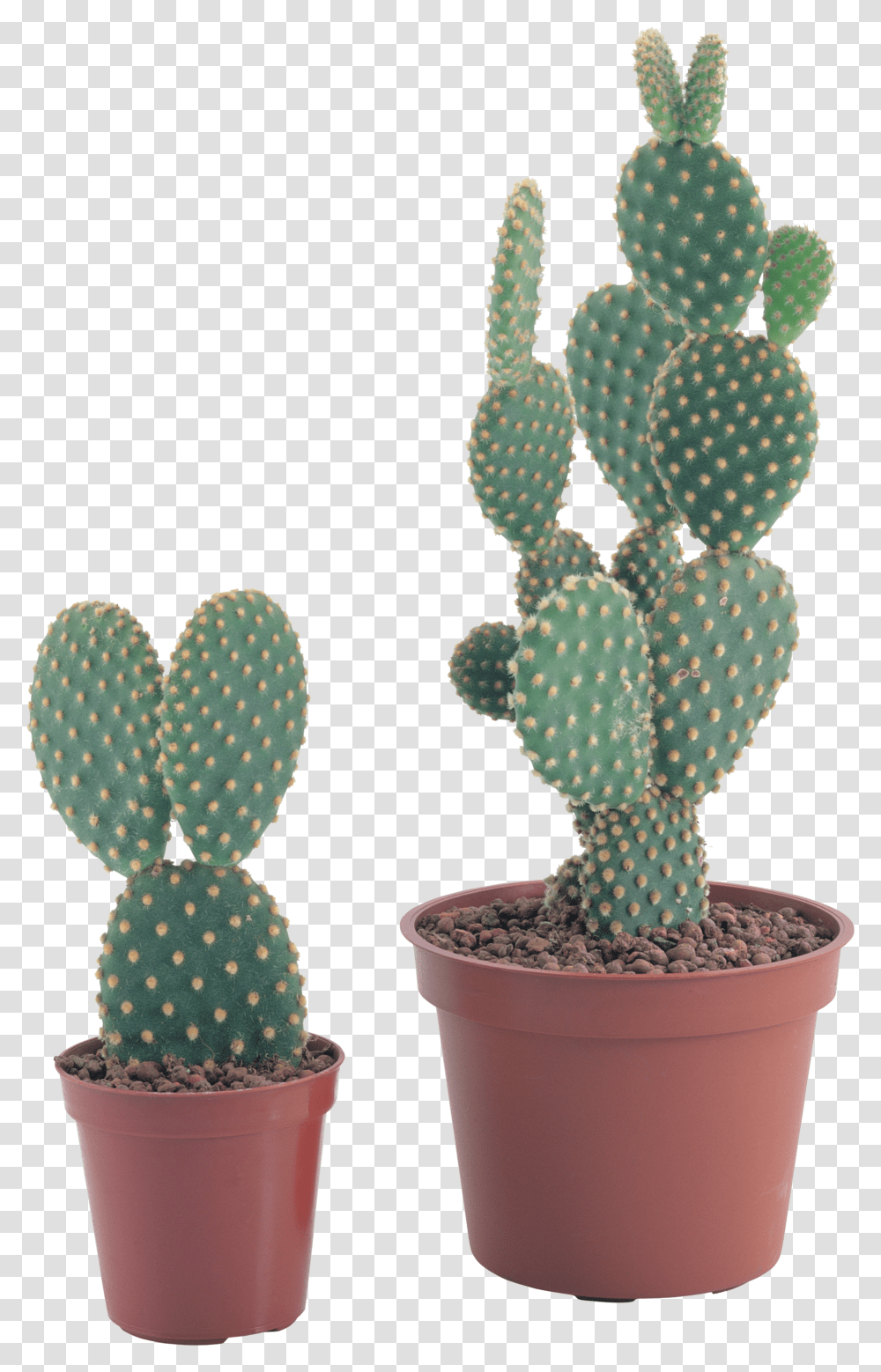 Cactus, Nature, Plant, Christmas Tree, Ornament Transparent Png