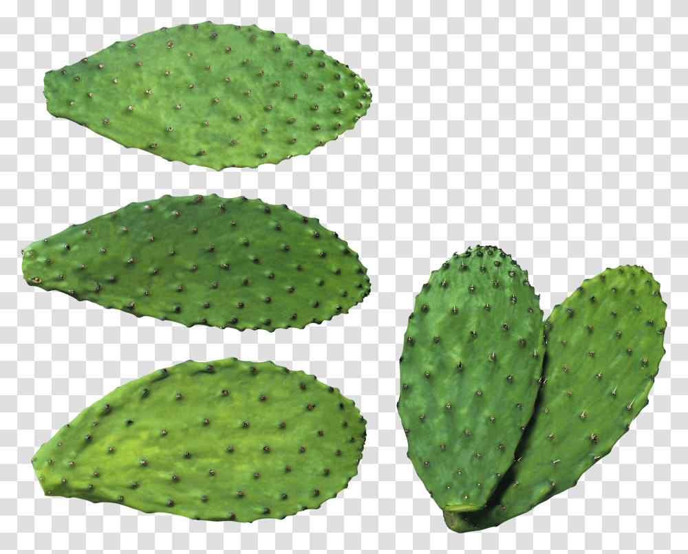 Cactus, Nature, Plant, Fungus Transparent Png