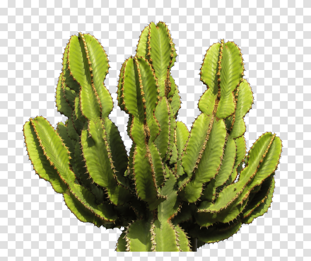 Cactus, Nature, Plant, Honey Bee, Insect Transparent Png