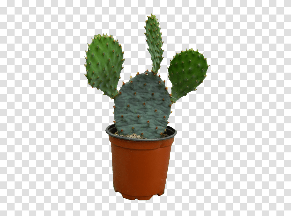 Cactus, Nature, Plant, Ice Cream, Dessert Transparent Png