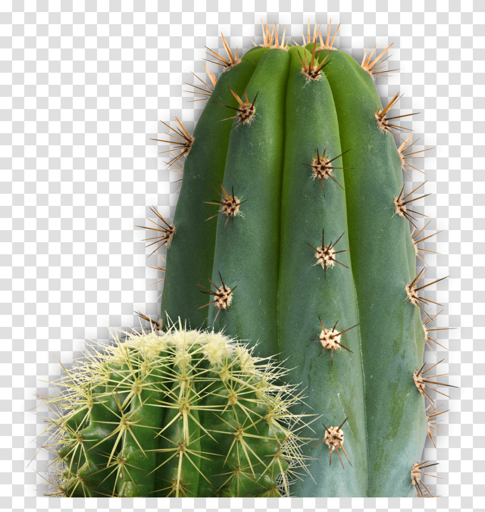 Cactus, Nature, Plant, Insect, Invertebrate Transparent Png