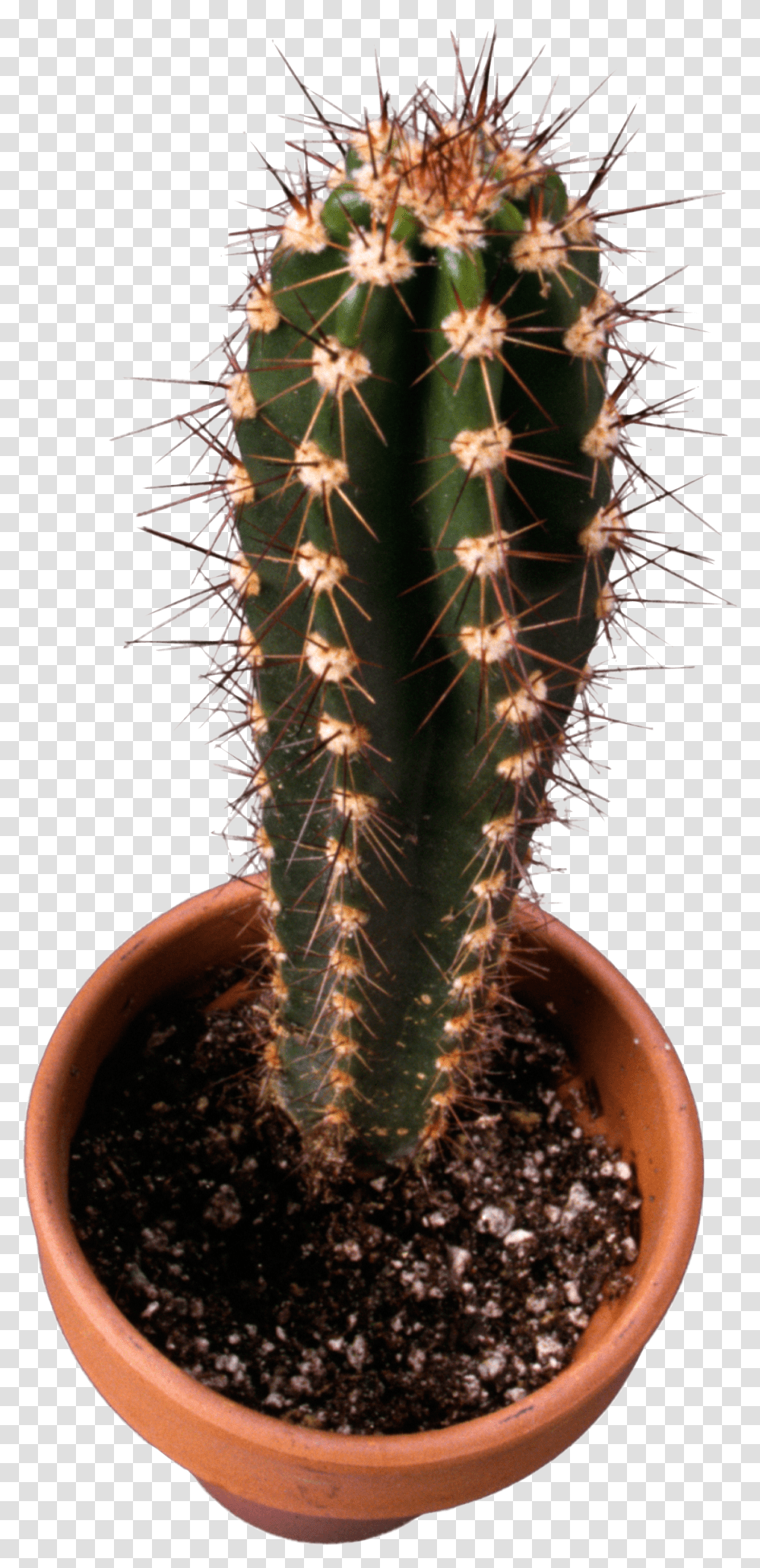 Cactus, Nature, Plant, Pineapple, Fruit Transparent Png