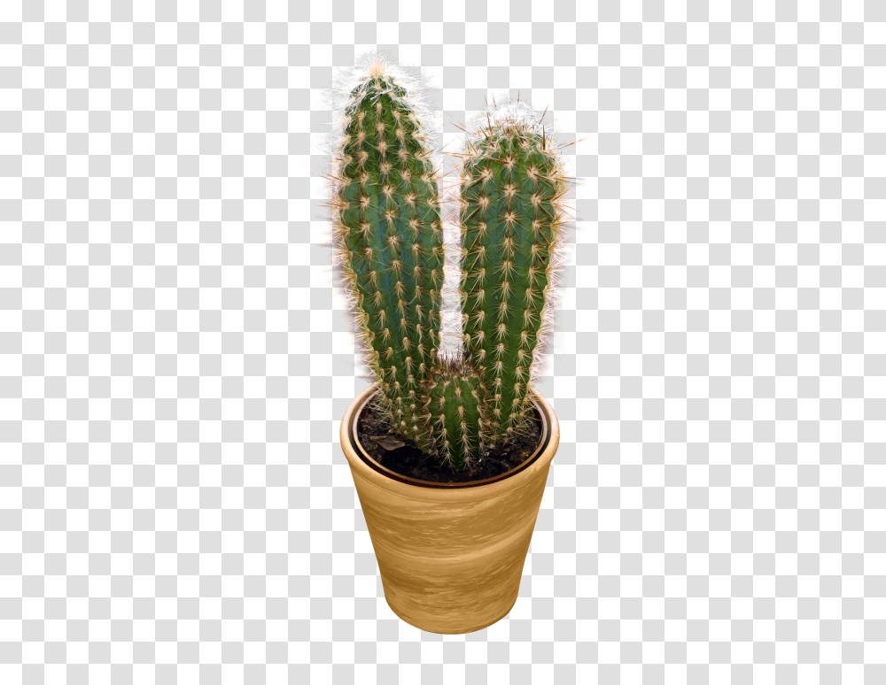 Cactus, Nature, Plant, Pineapple, Fruit Transparent Png