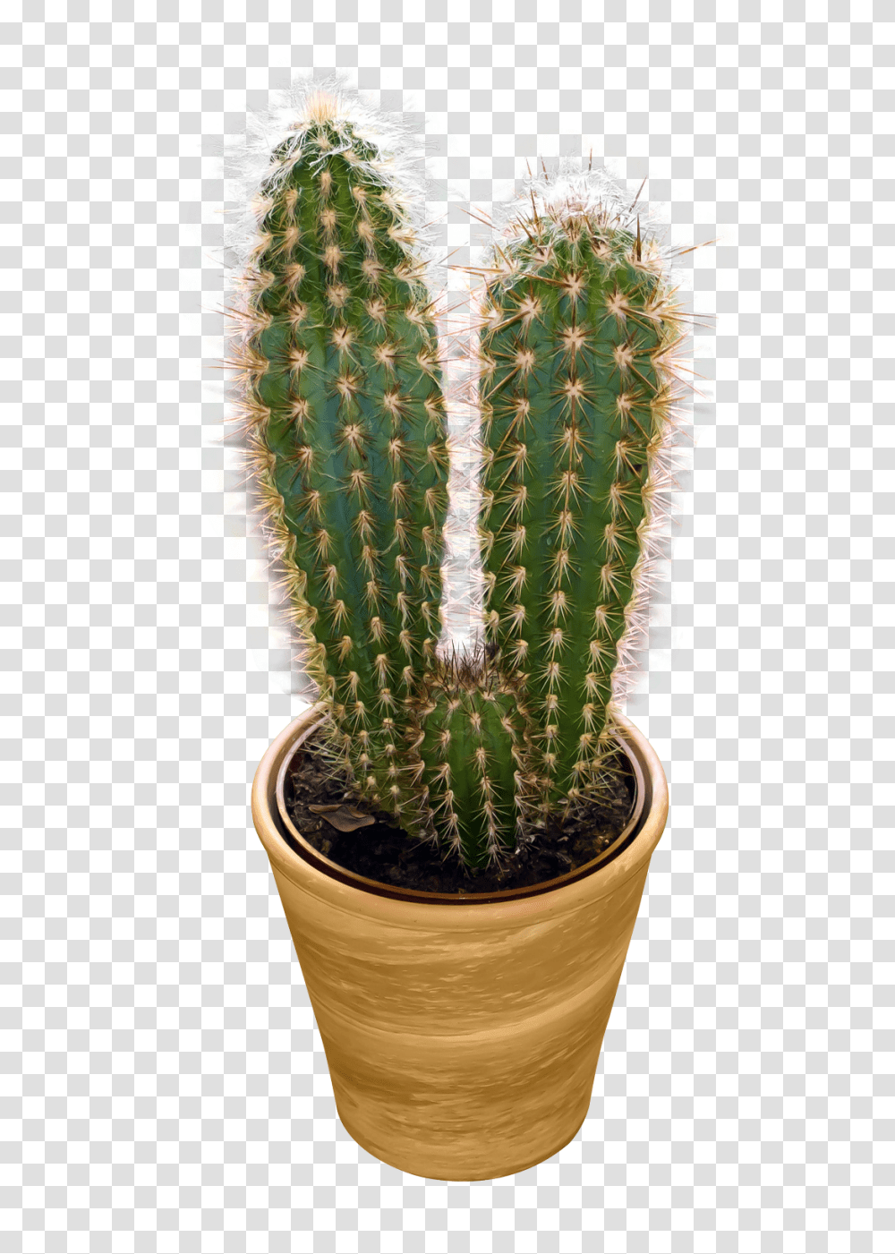 Cactus, Nature, Plant, Pineapple, Fruit Transparent Png