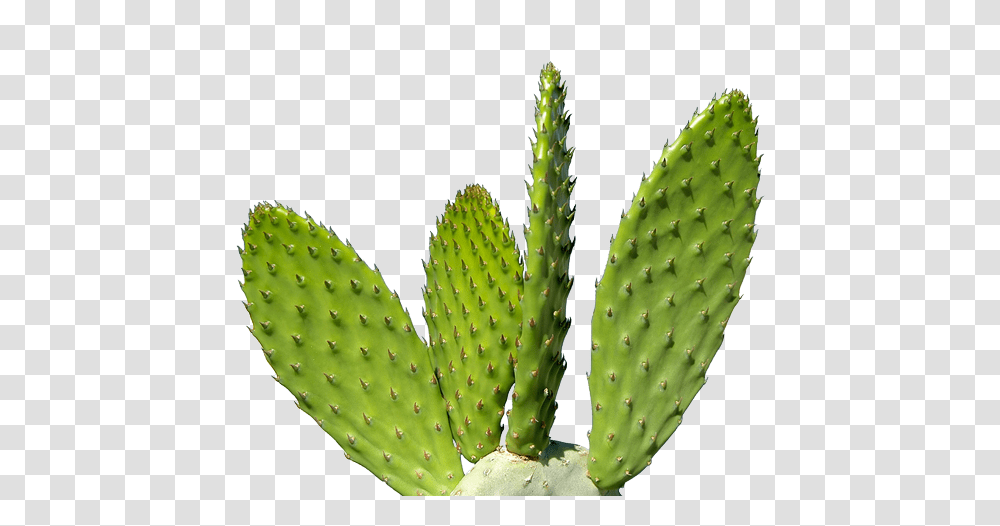 Cactus, Nature, Plant, Pineapple, Fruit Transparent Png