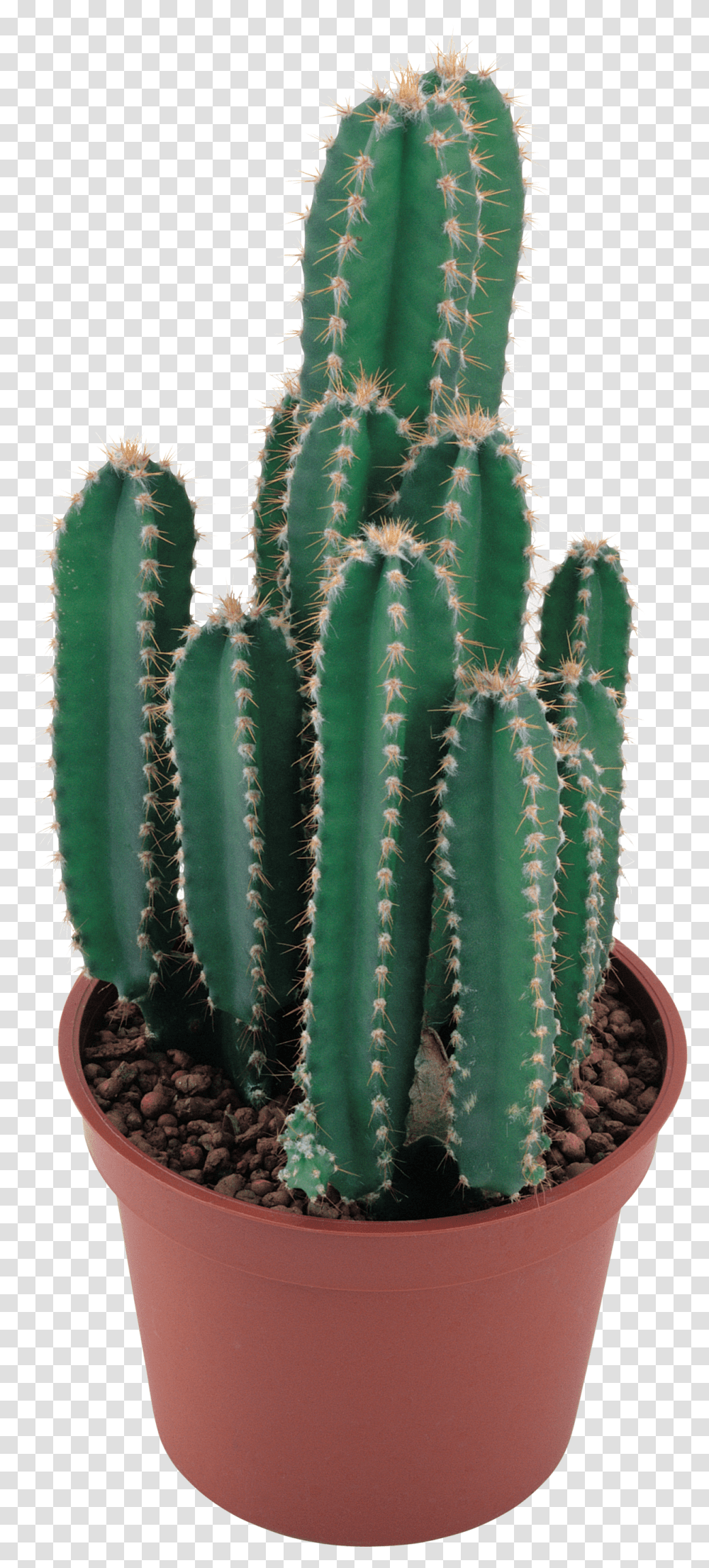 Cactus, Nature, Plant, Pineapple, Fruit Transparent Png