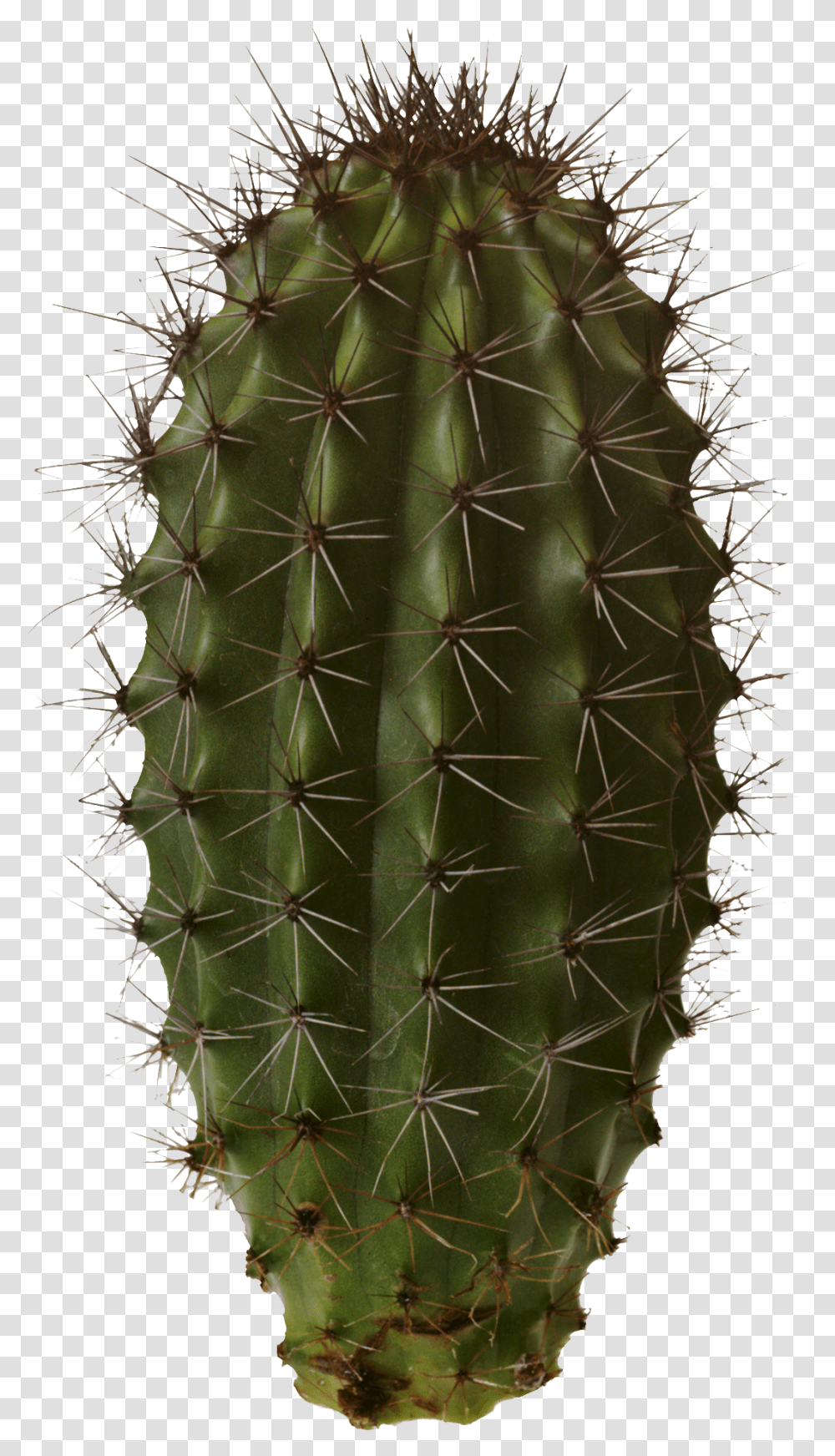 Cactus, Nature, Plant, Pineapple, Fruit Transparent Png