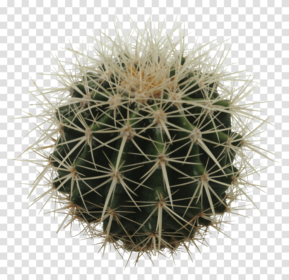 Cactus, Nature, Plant, Pineapple, Fruit Transparent Png