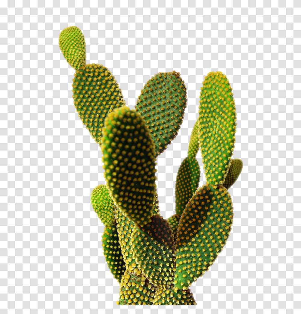 Cactus, Nature, Plant, Snake, Reptile Transparent Png