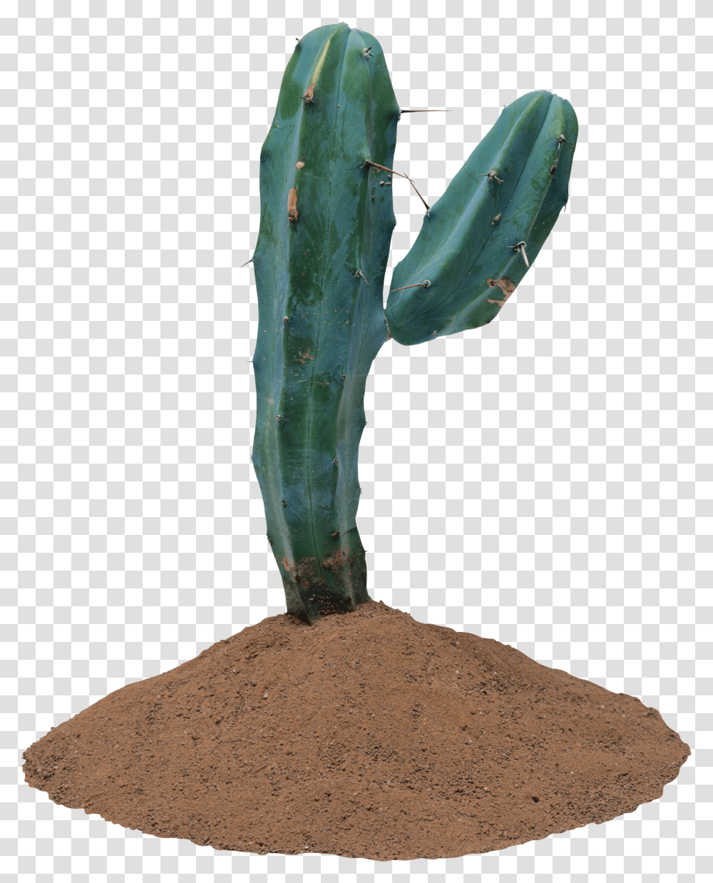 Cactus, Nature, Plant Transparent Png