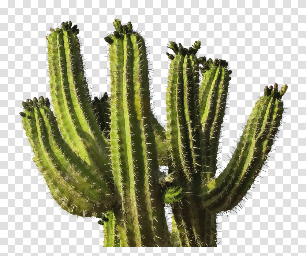 Cactus, Nature, Plant Transparent Png