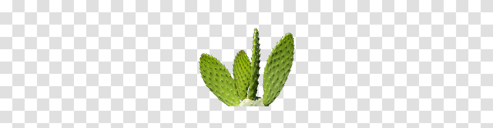 Cactus, Nature, Plant Transparent Png