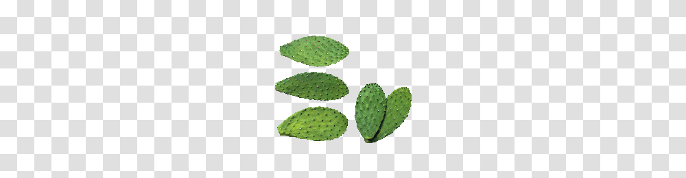 Cactus, Nature, Plant Transparent Png