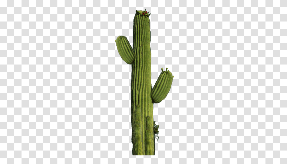 Cactus, Nature, Plant Transparent Png