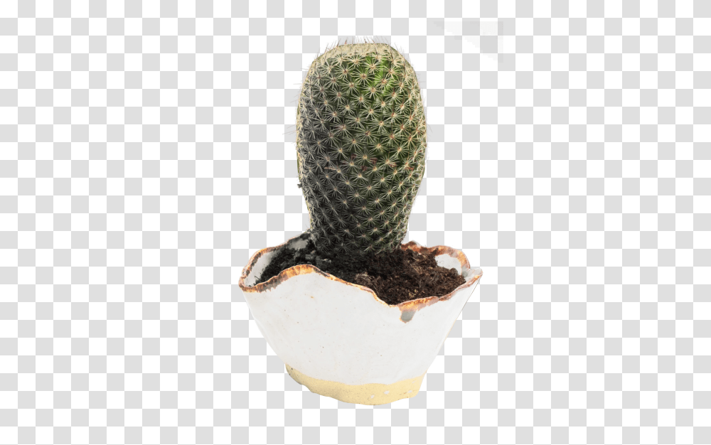 Cactus, Nature, Plant, Tree, Fungus Transparent Png