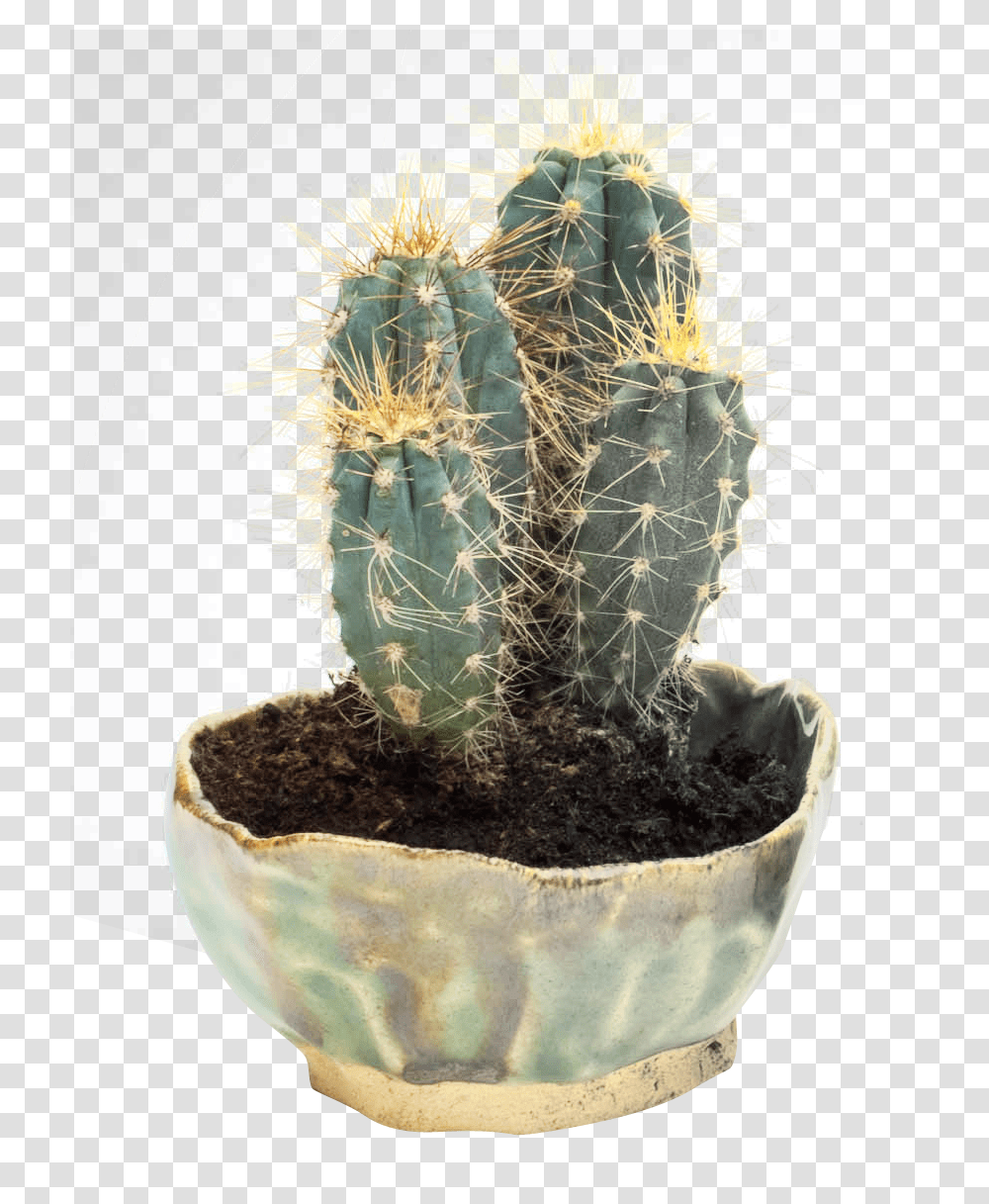 Cactus, Nature, Plant, Wedding Cake, Dessert Transparent Png