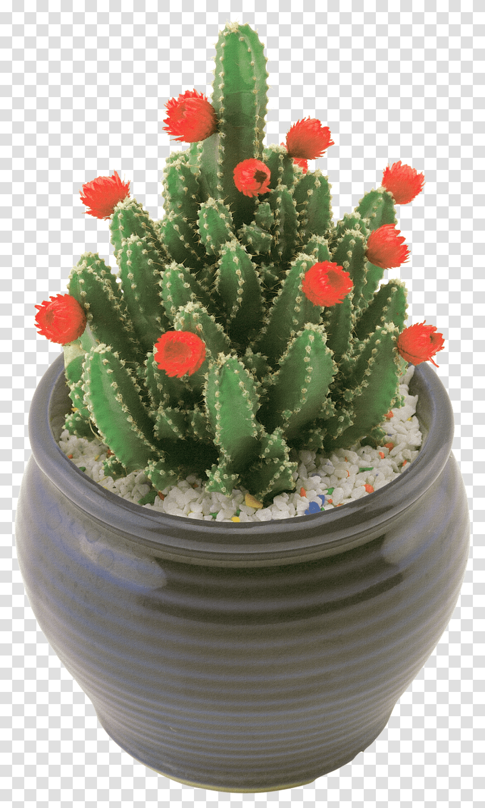 Cactus, Nature Transparent Png