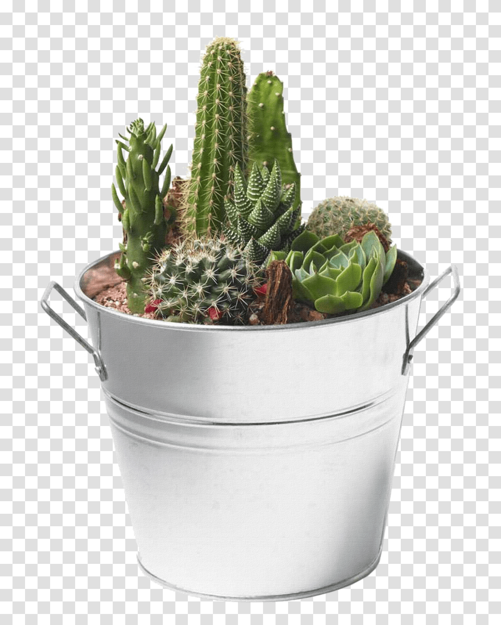 Cactus, Nature Transparent Png