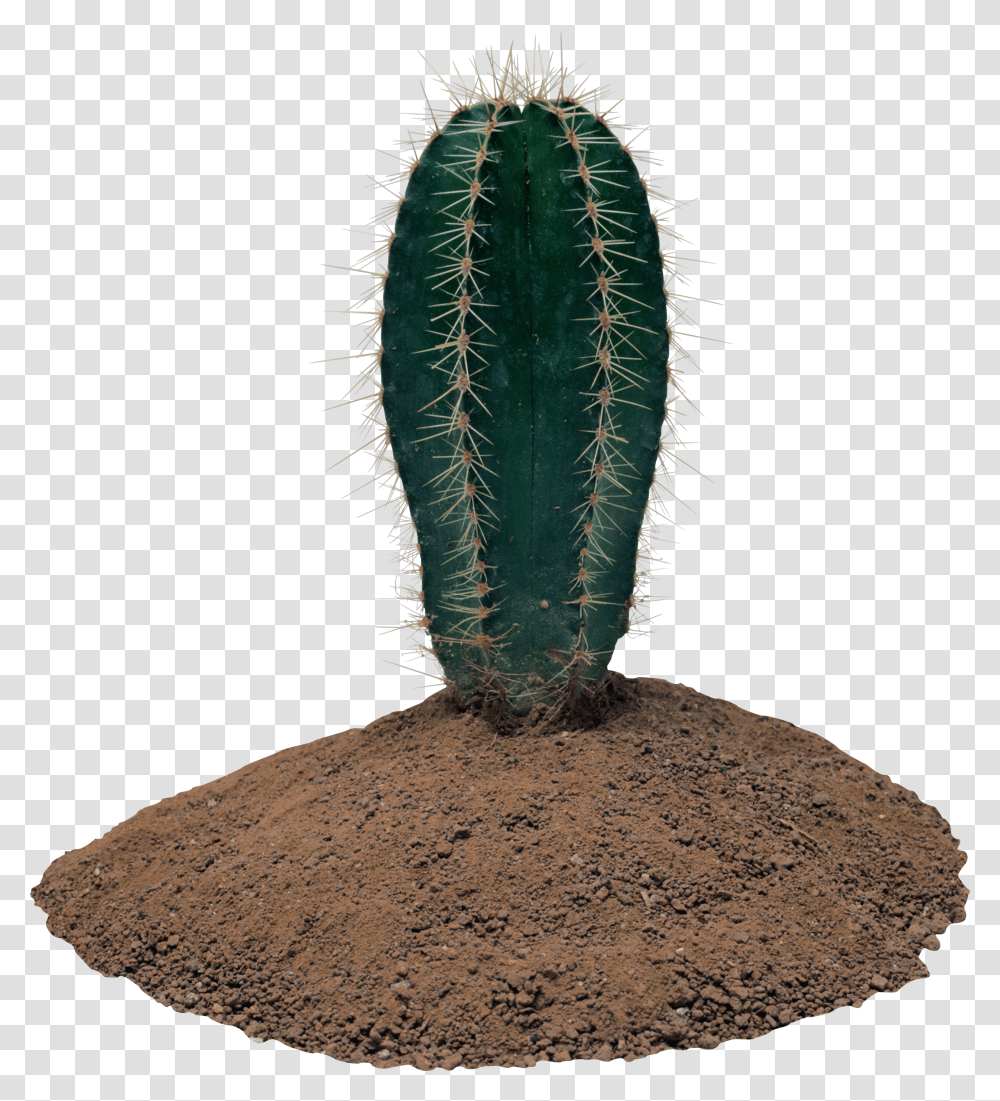 Cactus, Nature Transparent Png