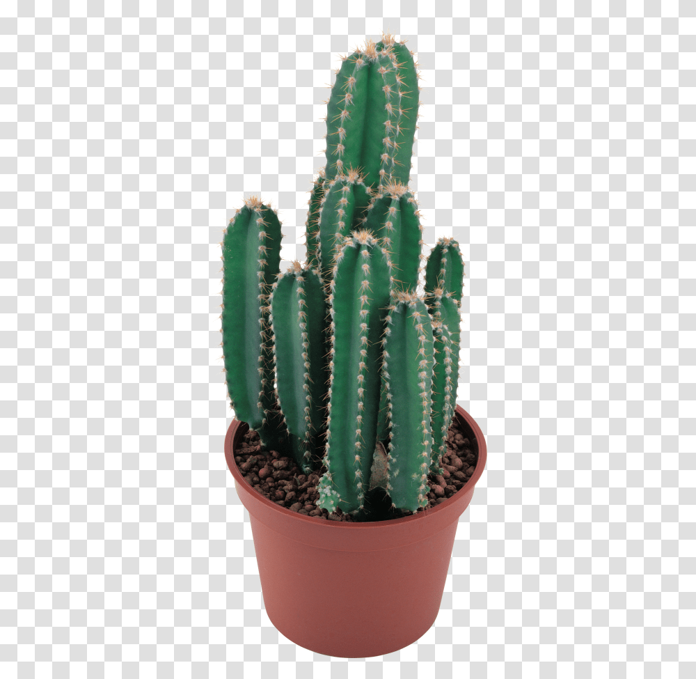 Cactus No Background, Plant, Pineapple, Fruit, Food Transparent Png