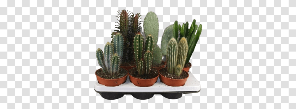Cactus Pillars Mixed Weberocereus, Plant Transparent Png
