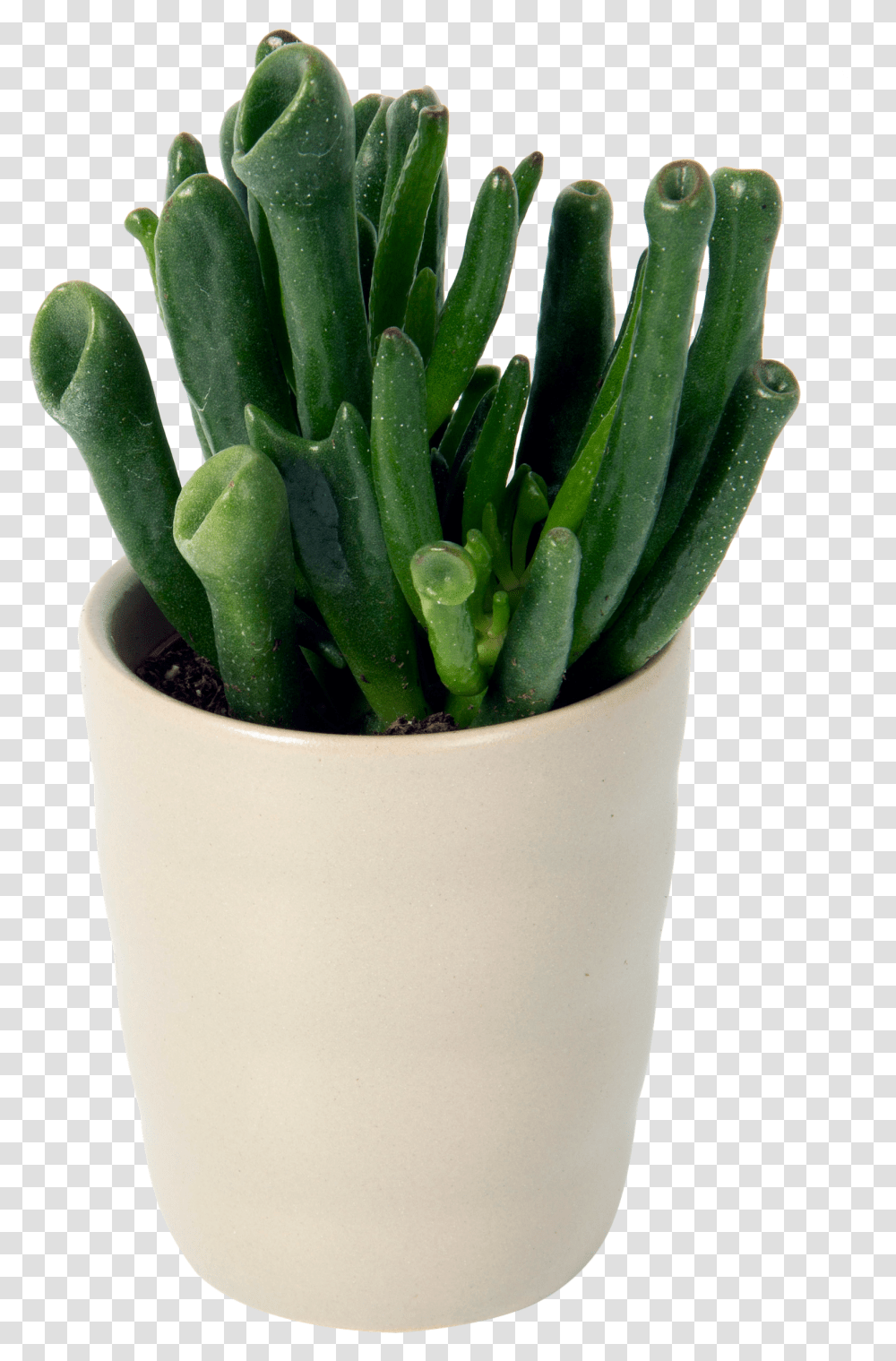 Cactus, Plant, Aloe, Pot Transparent Png