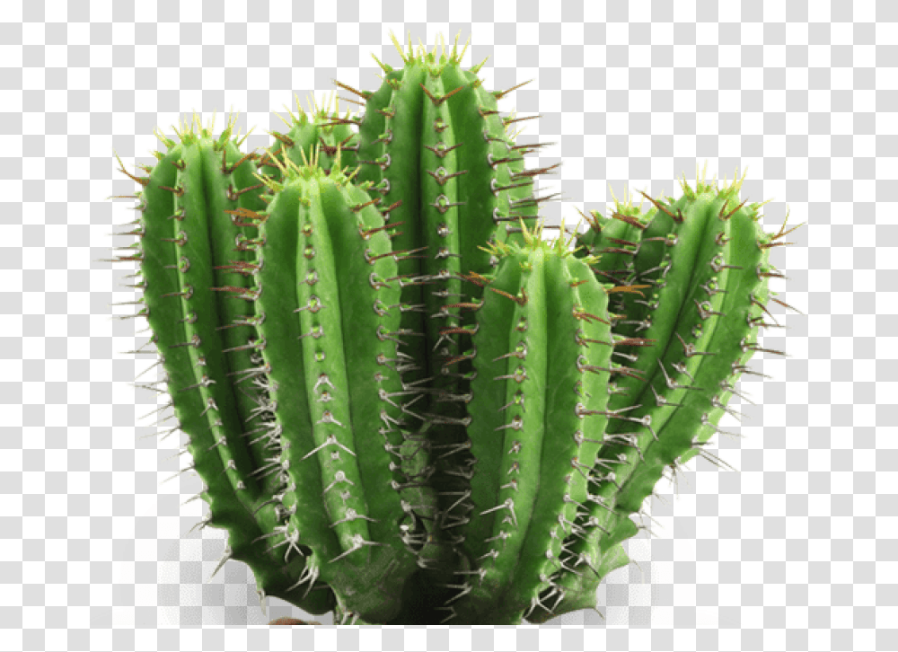 Cactus, Plant, Banana, Fruit, Food Transparent Png