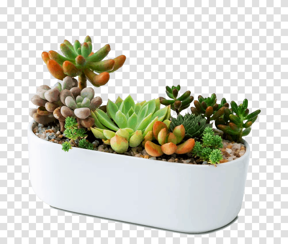 Cactus, Plant, Bush, Vegetation, Potted Plant Transparent Png