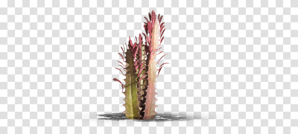 Cactus, Plant, Grass, Flower, Blossom Transparent Png