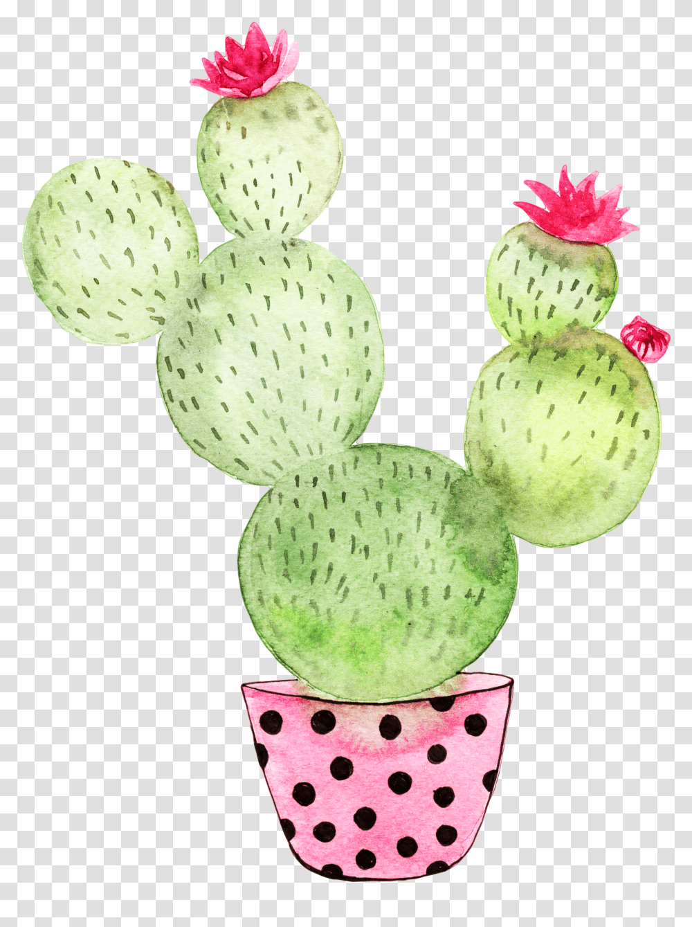 Cactus, Plant, Grass, Texture Transparent Png