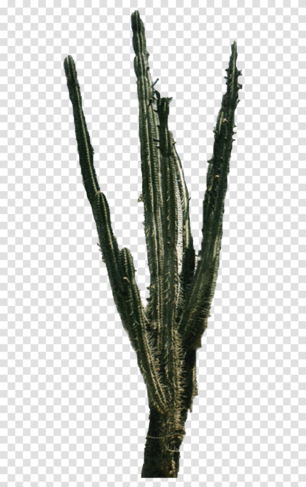Cactus, Plant, Leaf, Grass Transparent Png